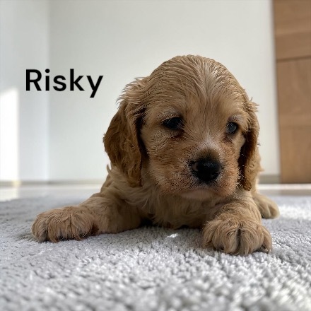 puppy, for, sale, Cocker Spaniel, Joe & Cherri  Overlease, dog, breeder, Miller, MO, dog-breeder, puppy-for-sale, forsale, nearby, find, puppyfind, locator, puppylocator, aca